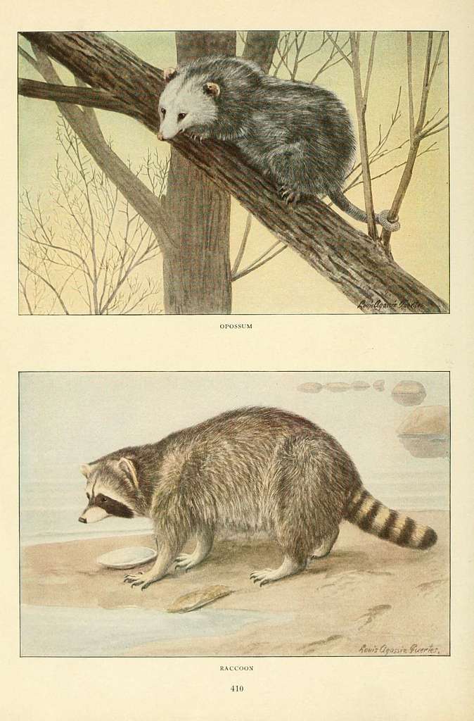 Raccoon Hand Drawing Wildlife Animals North America Series Vintage