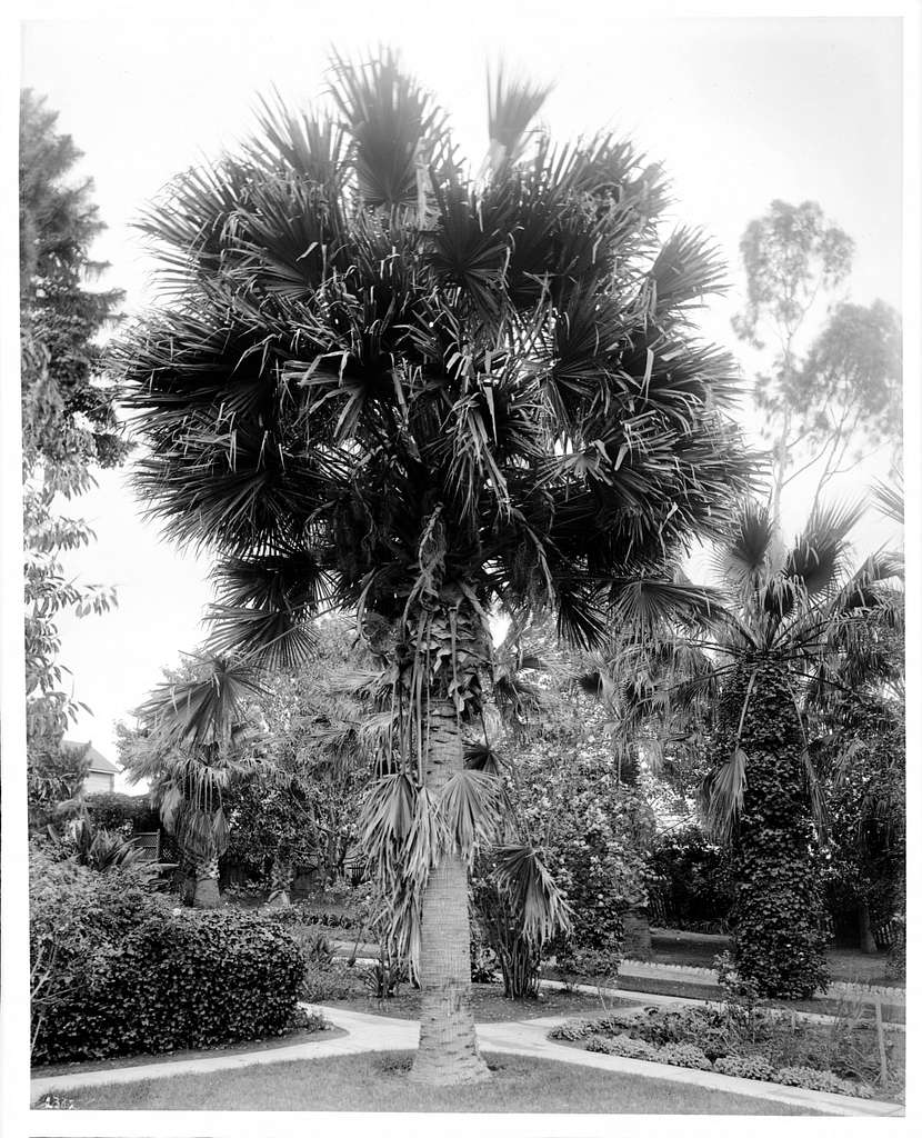 Большая пальма в парке Лос-Анджелеса, около 1920 года Фотография большого пальмового  дерева (Livistona Australis, Australis, Australis, Australis),  расположенного в парковой зоне. - PICRYL Изображение в общественном  достоянии