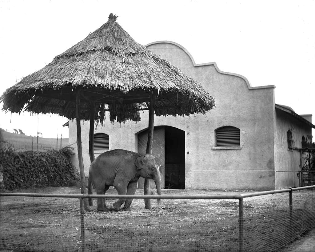 Elefanten im Nationalzoo