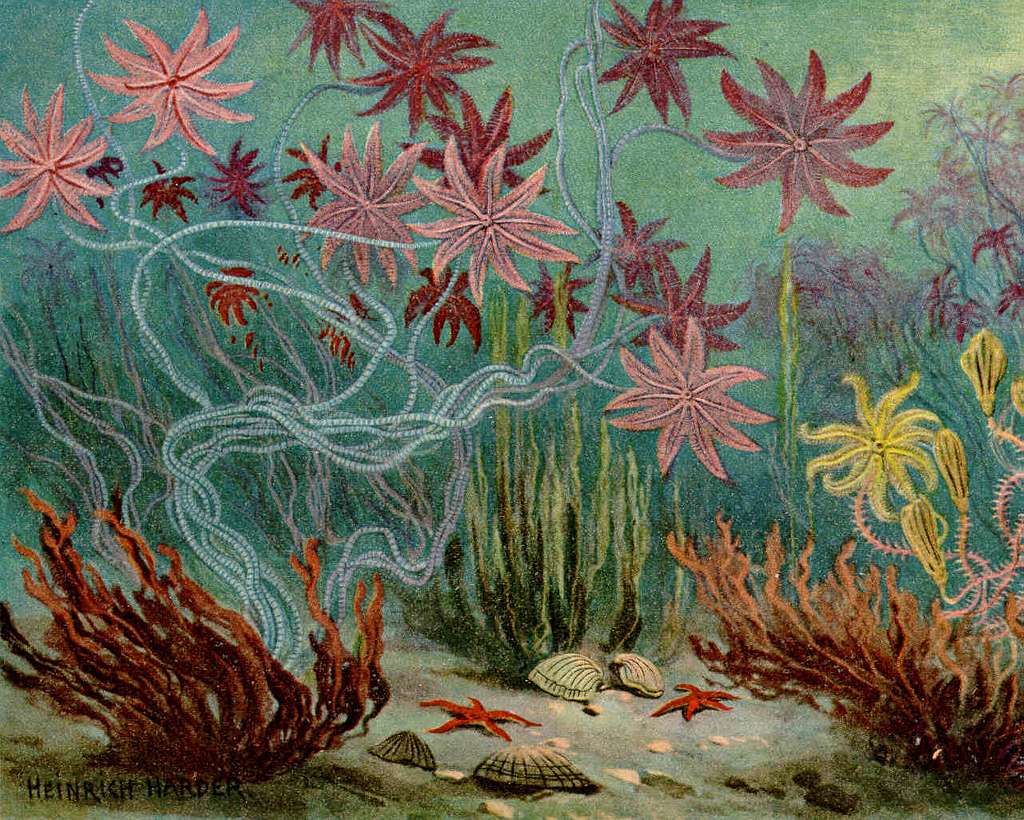 prehistoric marine plants