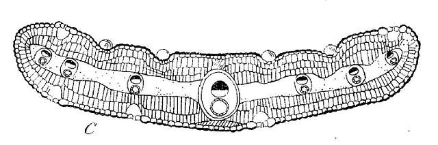 Linosyris vulgaris schema coupe transversale feuille RGB 1921 Allorge ...