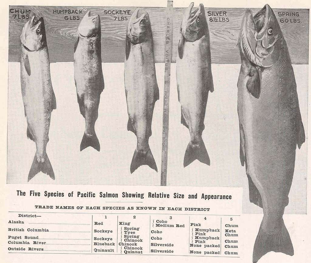 Coho Salmon Dimensions & Drawings