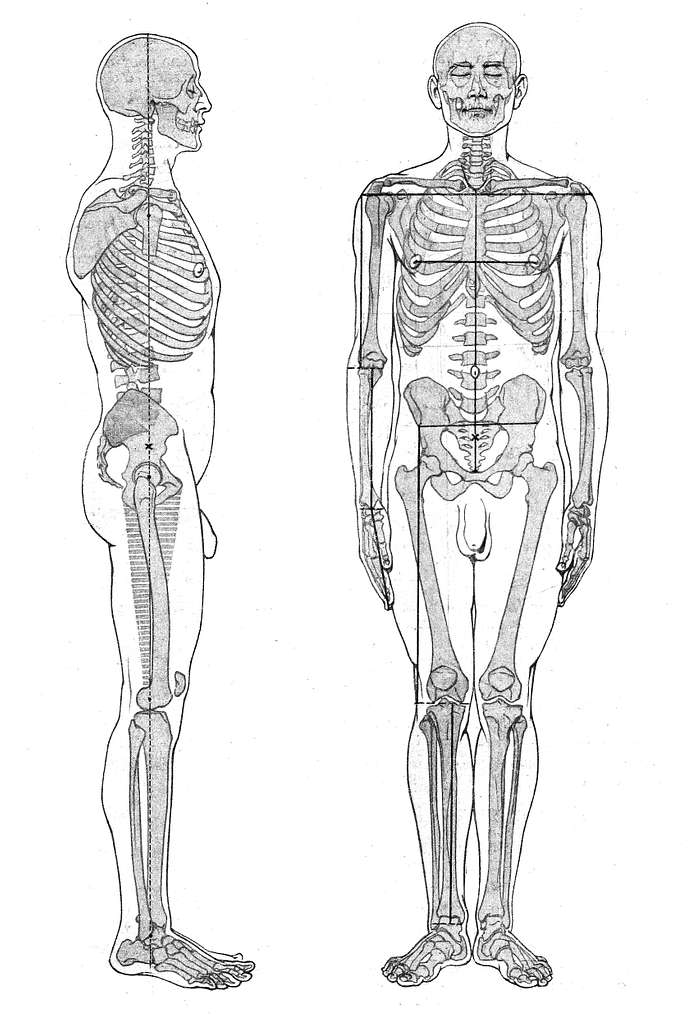 Human Skeleton Diagram Digital Printable Skeleton Image Medical Anatomy  Halloween Graphic Illustration Antique Clip Art 300dpi No.3859 - Etsy