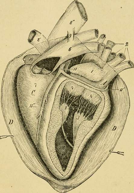 The anatomy of the horse - a dissection guide (1922) (18007043540 ...