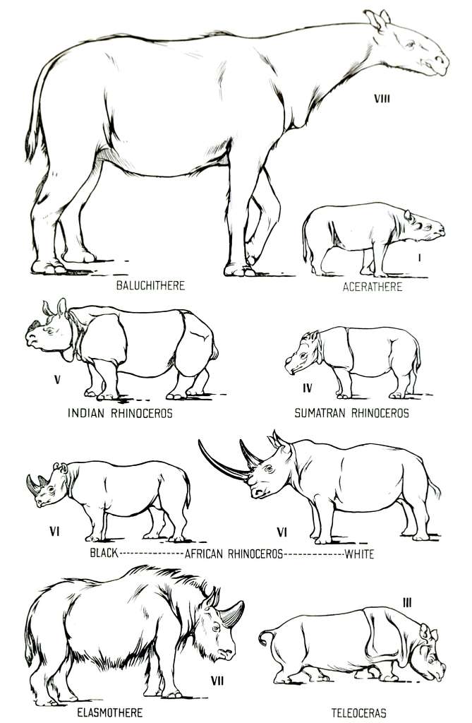 Rhino size comparison - PICRYL Public Domain Search