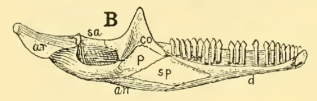 The Osteology of the Reptiles-086 uhygtfyuhgtf hv7gh ijuhg dfgdfgdfg -  PICRYL - Public Domain Media Search Engine Public Domain Search