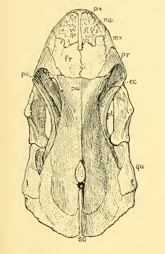 The Osteology of the Reptiles-086 uhygtfyuhgtf hv7gh ijuhg dfgdfgdfg -  PICRYL - Public Domain Media Search Engine Public Domain Search