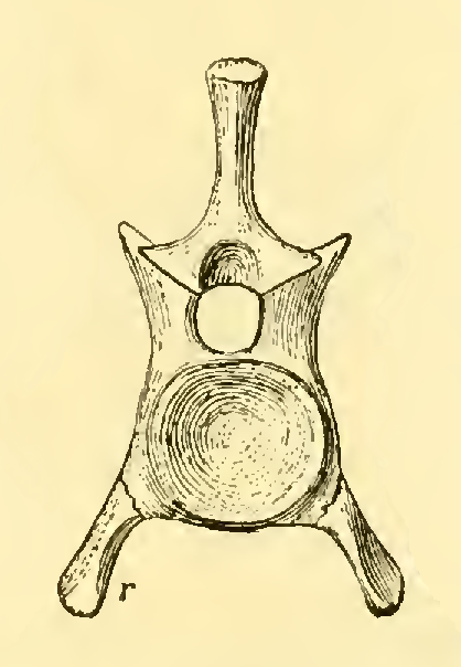 The Osteology of the Reptiles-086 uhygtfyuhgtf hv7gh ijuhg dfgdfgdfg -  PICRYL - Public Domain Media Search Engine Public Domain Search