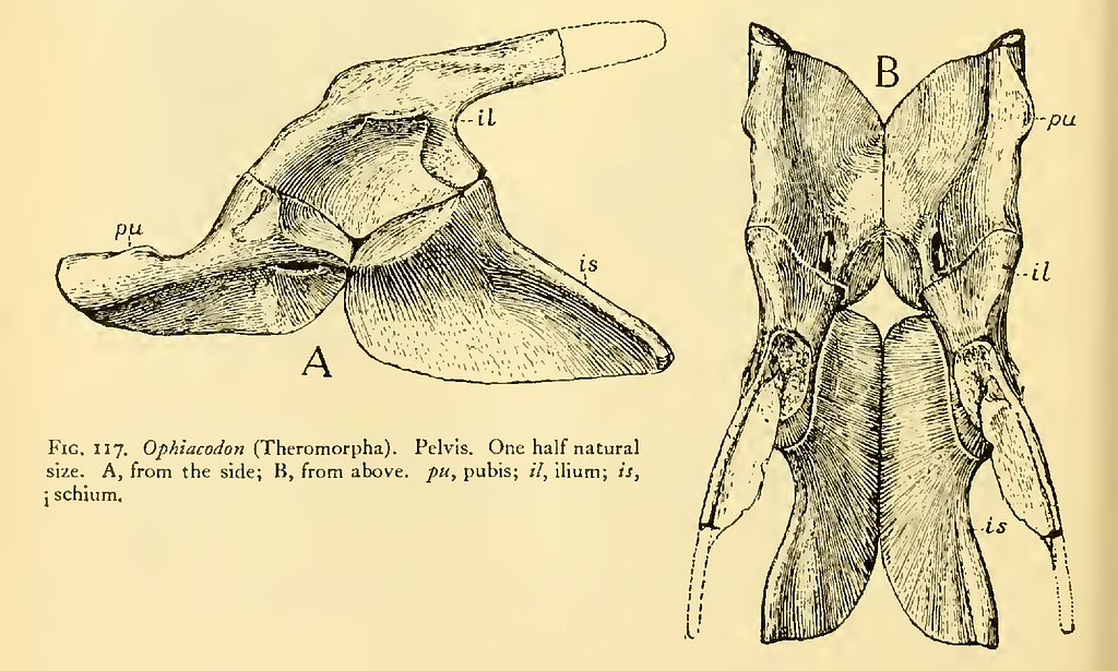 Thoracic Vertebrae - Physiopedia