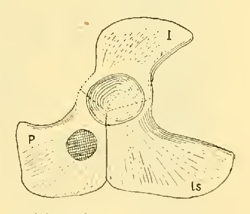 The Osteology of the Reptiles-086 uhygtfyuhgtf hv7gh ijuhg dfgdfgdfg -  PICRYL - Public Domain Media Search Engine Public Domain Search