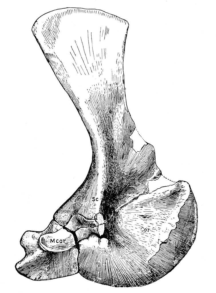 Bone early. Остеология в рисунках.