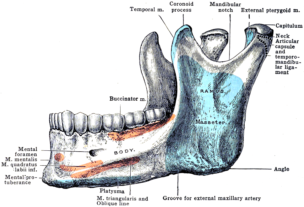 mandible and maxilla anatomy