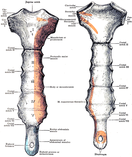 muscle sous costal