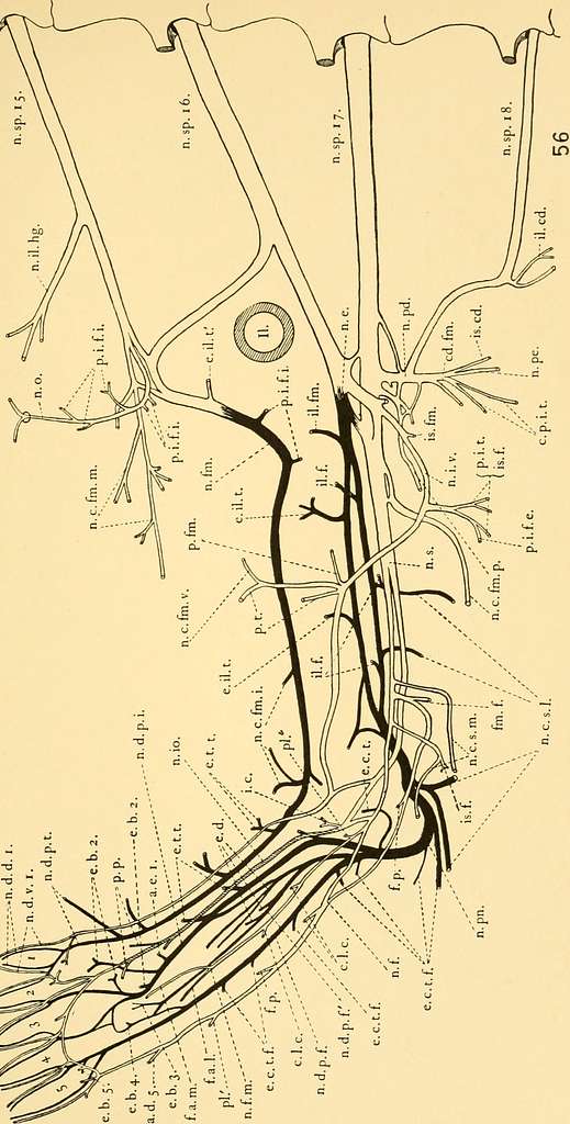 The anatomy of the salamander (1934) (17574064813) - PICRYL Public ...