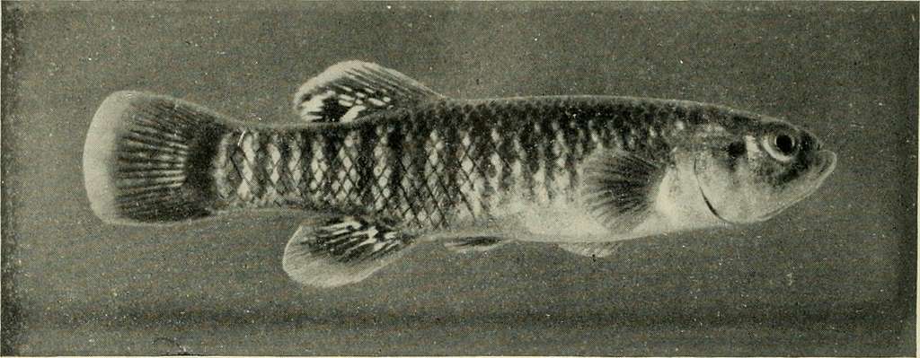 The book of fish and fishing; (1908) (14587614849) - PICRYL - Public Domain  Media Search Engine Public Domain Search