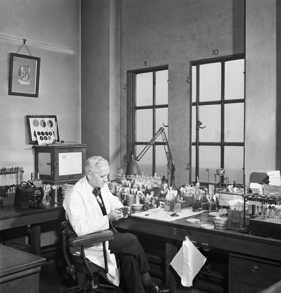Professor Alexander Fleming working at his laboratory in Saint Mary’s Hospital London during World War II