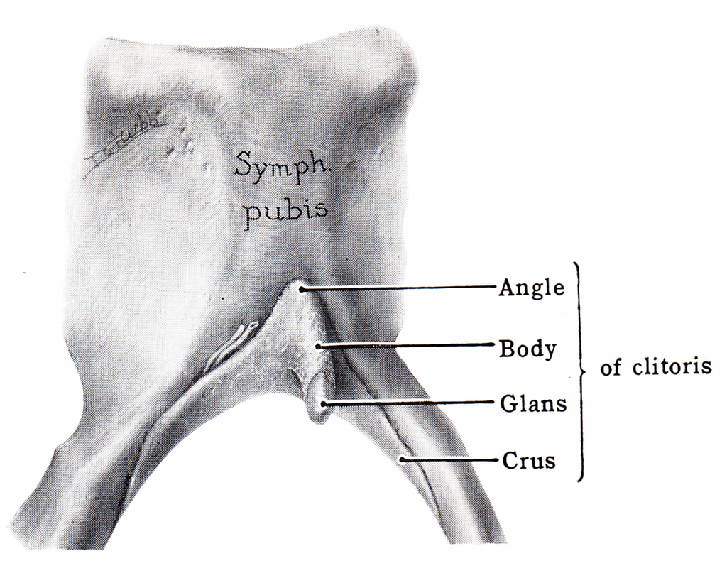 12 Clitoris drawings Images: PICRYL - Public Domain Media Search Engine  Public Domain Search