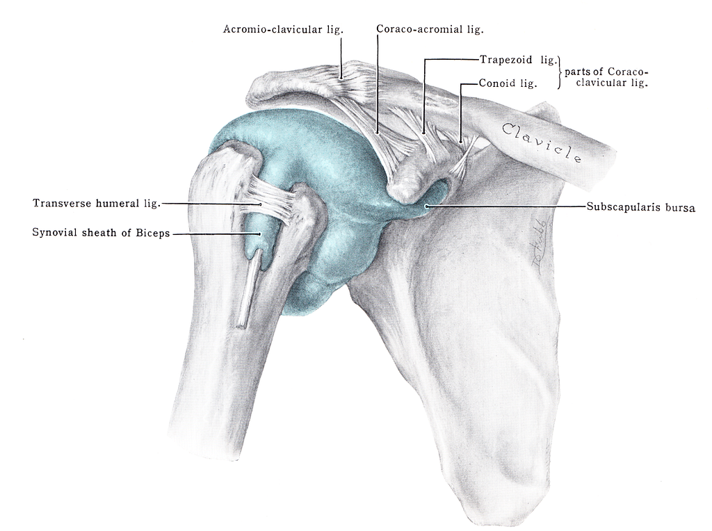 4 Acromioclavicular joints, Anatomy Images: PICRYL - Public Domain ...