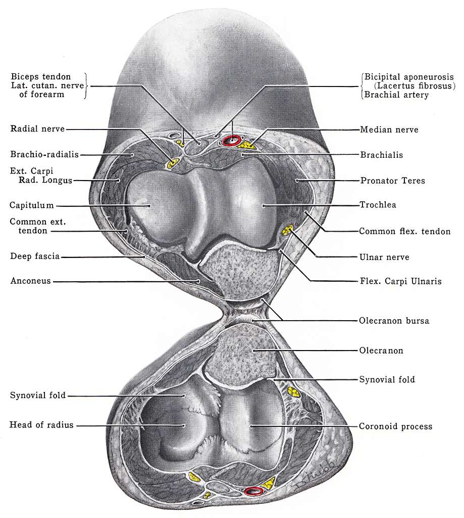 Grant 1962 55 lossy - Drawing. Public domain image. - PICRYL