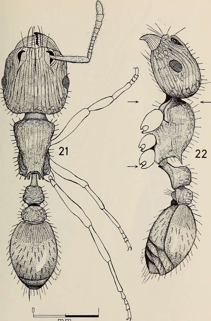 Annals of the South African Museum = Annale van die Suid-Afrikaanse Museum.  Natural history. 156 ANNALS OF THE SOUTH AFRICAN MUSEUM don possessed a  well-developed and functional depressor mandibulae in spite