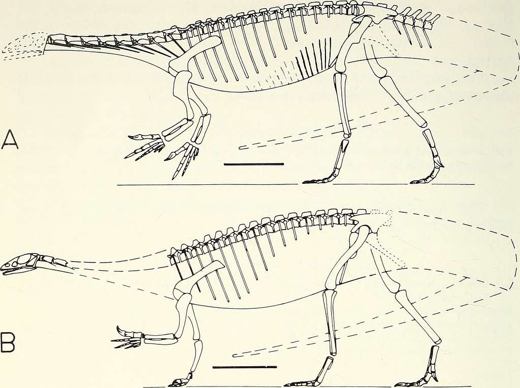 Annals of the South African Museum = Annale van die Suid-Afrikaanse Museum.  Natural history. 156 ANNALS OF THE SOUTH AFRICAN MUSEUM don possessed a  well-developed and functional depressor mandibulae in spite