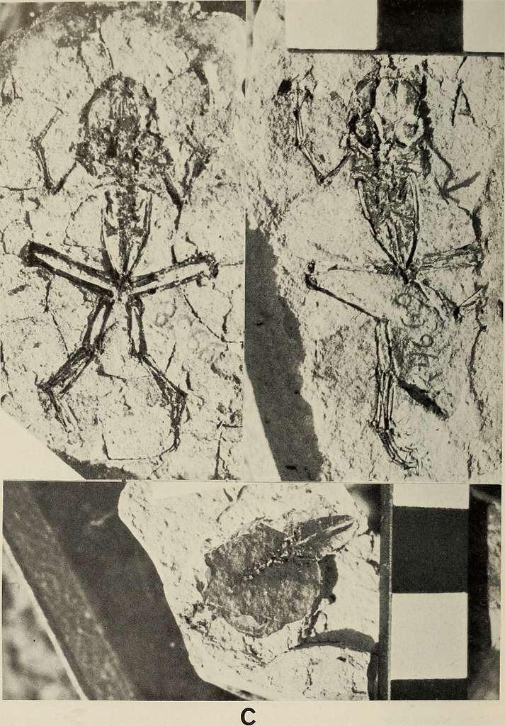 Annals of the South African Museum = Annale van die Suid-Afrikaanse Museum.  Natural history. 156 ANNALS OF THE SOUTH AFRICAN MUSEUM don possessed a  well-developed and functional depressor mandibulae in spite