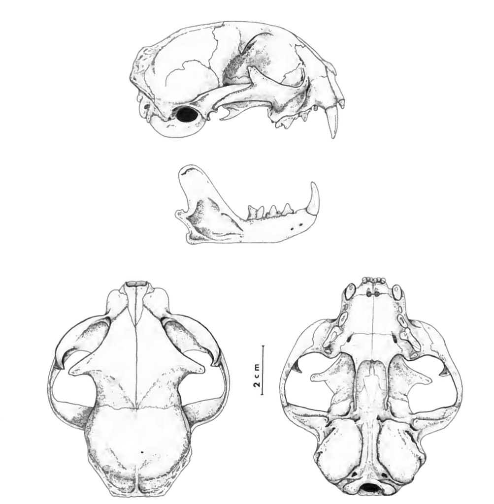 The contemporary land mammals of Egypt (including Sinai) (1980) Fig