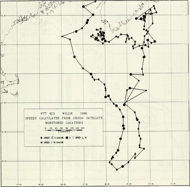 Application of remote sensing methods for tracking large cetaceans ...