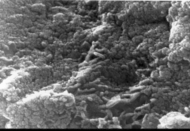 Mars Life? - Microscopic Tube-like Structures - PICRYL Public Domain Image