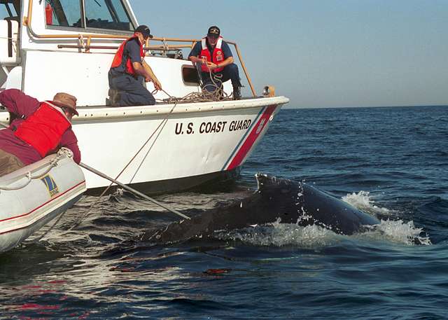 U.S. Coast Guard Helps NOAA Team Rescue Whale Tangled In Fishing Gear In  Monterey Bay - CBS San Francisco