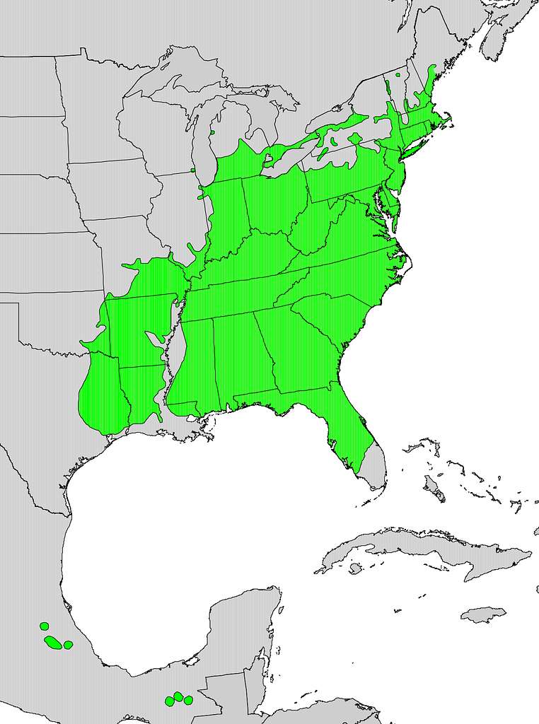 Nyssa sylvatica range map - PICRYL Public Domain Search