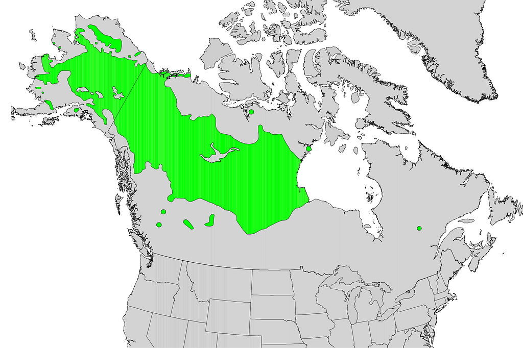 Salix arbusculoides range map - Public domain map - PICRYL - Public ...