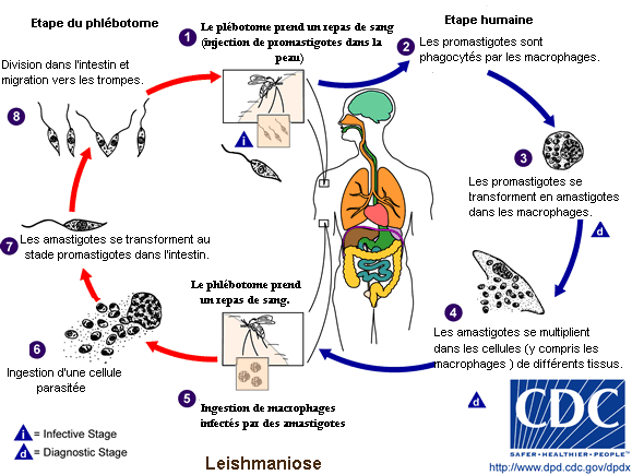 opisthorchis felineus life cycle