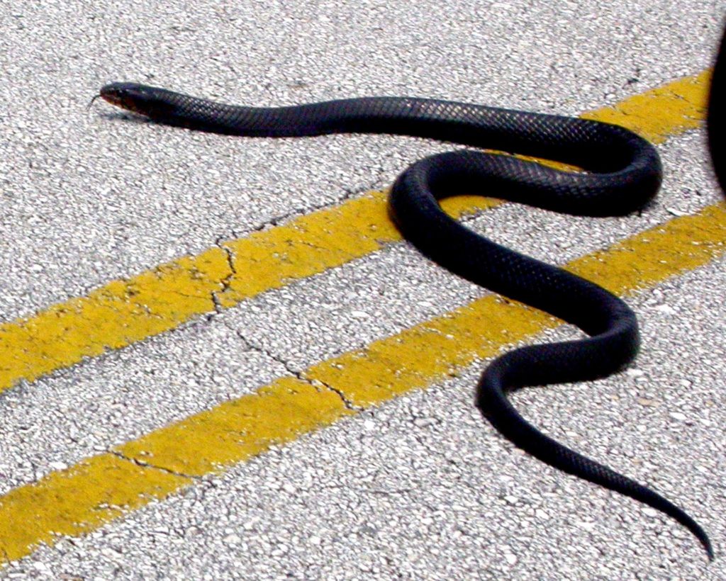 Черная змея на голове пятна. Змея с желтыми полосками. Тонкие змеи. Змея с желтыми полосками на голове. Желто черная змея.