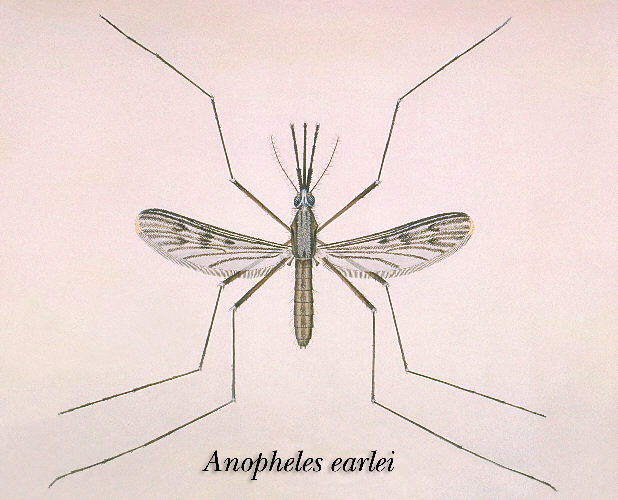 Metamorphosis of a Mosquito | ClipArt ETC