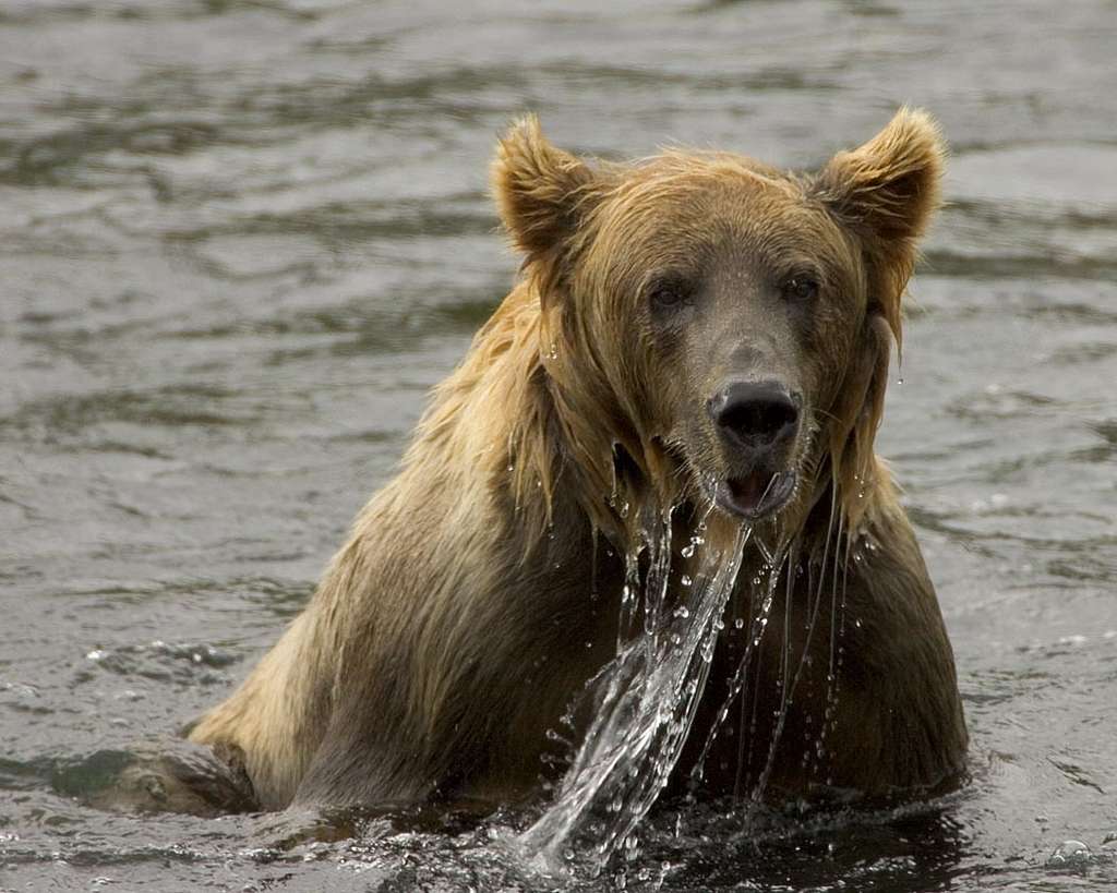 Brown bear fishing, Kodiak NWR - PICRYL - Public Domain Media Search Engine  Public Domain Search