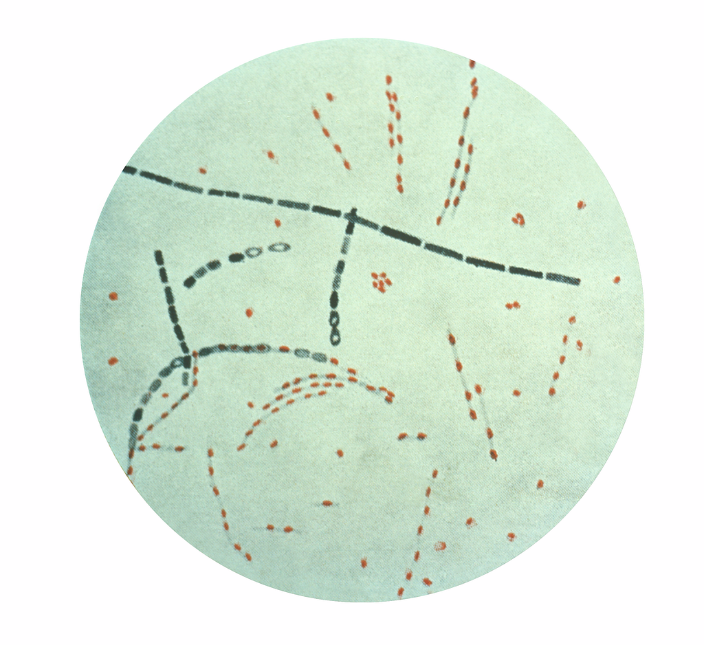 Bacillus anthracis - PICRYL - Public Domain Media Search Engine Public ...