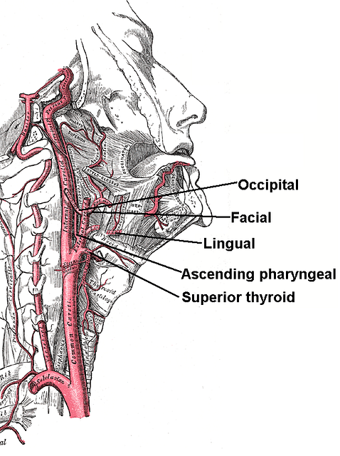 External maxillary artery branches - PICRYL Public Domain Search