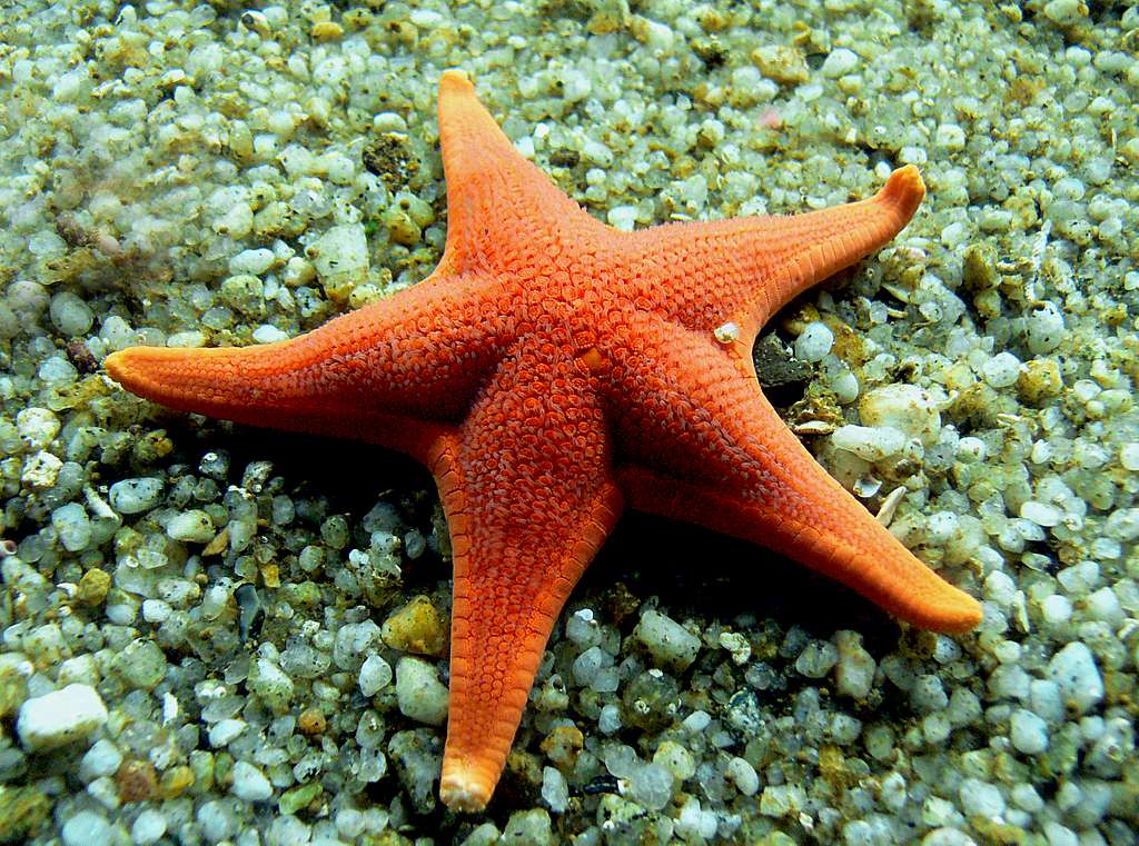 Star Fish., Bernard Spragg Photo - PICRYL - Public Domain Media Search  Engine Public Domain Search