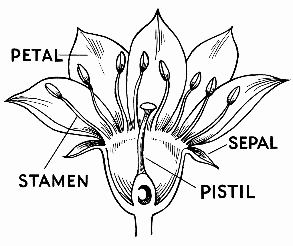 wissenschaft clipart of flowers