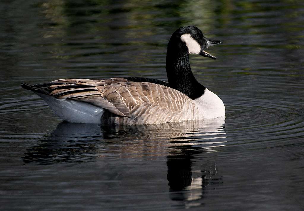 Canada goose branta outlet canadensis argentina