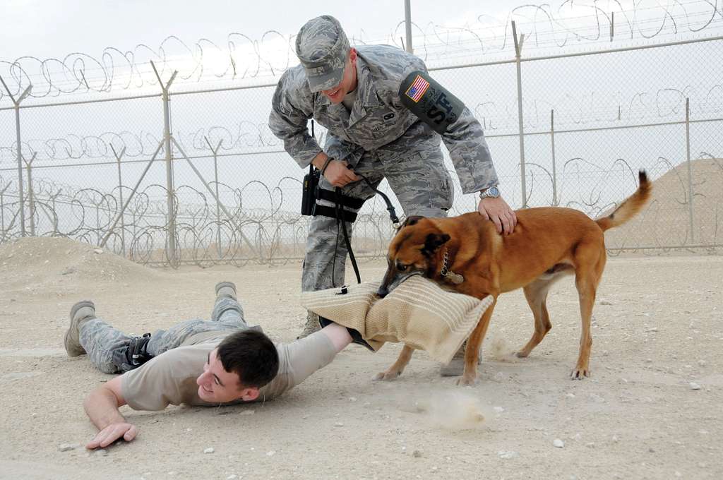 Lenox, A Belgian Malinois, Brings Staff Sgt. Logan - Nara & Dvids 