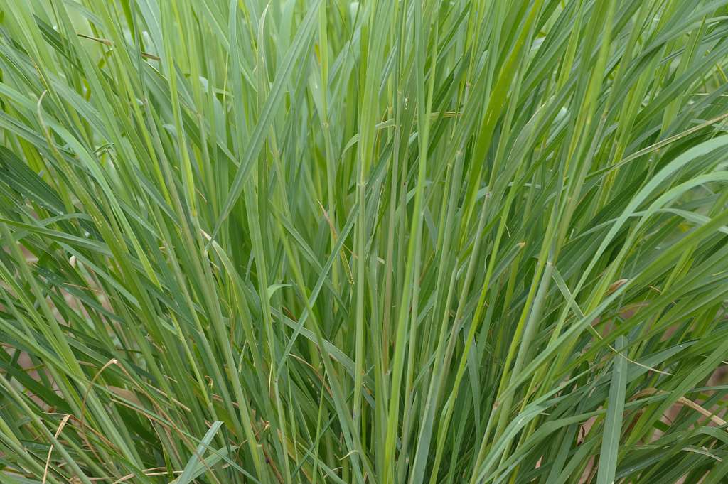 Many Species Of Grasses Are Grown From Seed Plots To Maturity At The 