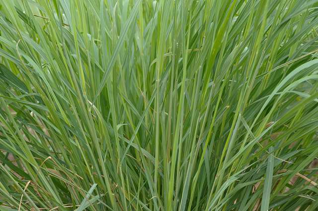 Many species of grasses are grown from seed plots to maturity at the ...