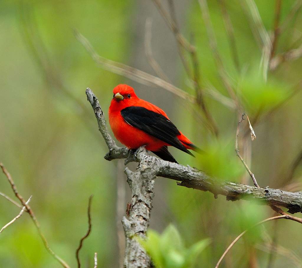 Male Scarlet Tanager - National Parks Gallery - PICRYL - Public ...