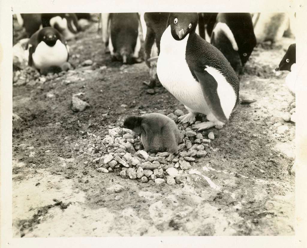 7 years ago today, the Operation: Tri-umph Event started. Herbert was  strinking Penguins, uncolouring rooms, and attempting to blast the island.  Penguins had to explore the Cave Maze to stop his plans