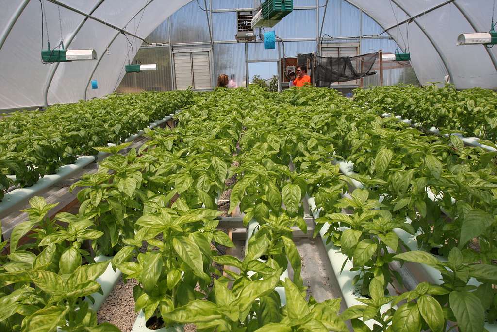 Basil plants fill a water efficient hydroponic greenhouse NARA