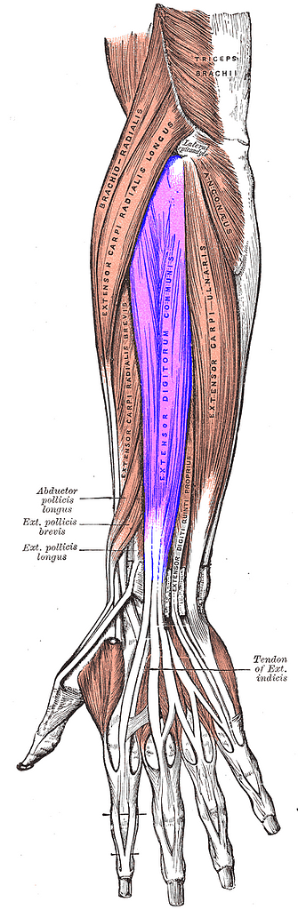 Extensor digitorum muscle - PICRYL Public Domain Search