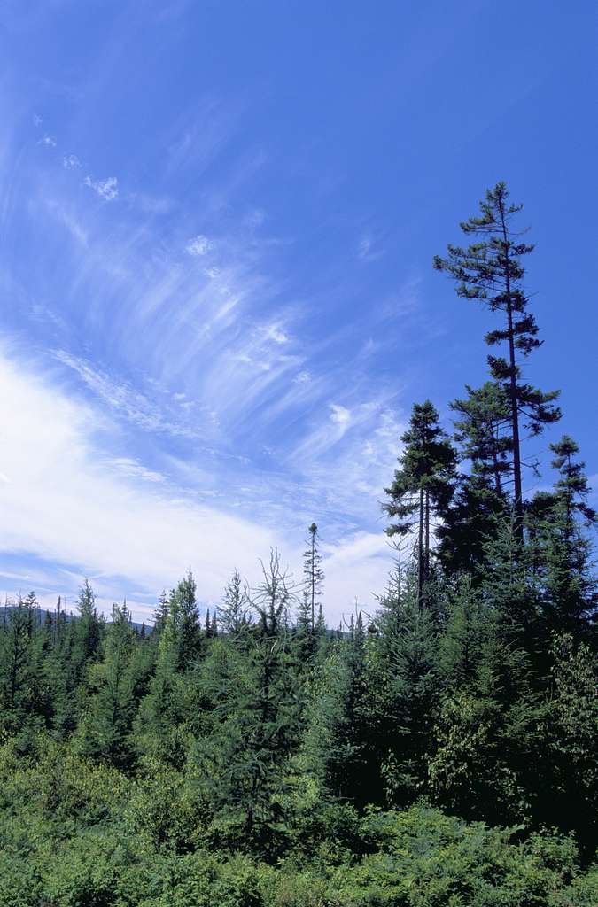 Lush green pine forest (Unsplash) - PICRYL - Public Domain Media Search  Engine Public Domain Search