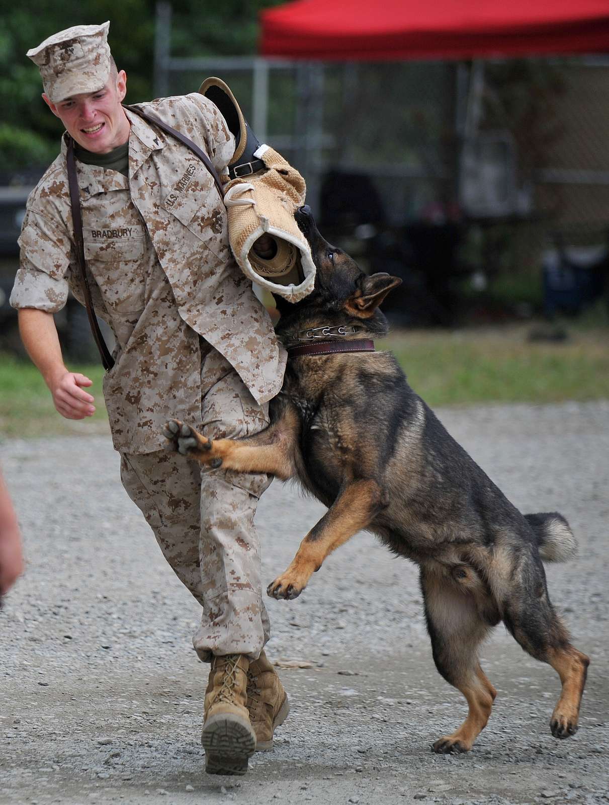 A military working dog, grabs onto a biting wrap worn - NARA & DVIDS ...